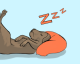 Come dorme il tuo cane? La sua posizione nel sonno rivela alcuni lati del suo carattere...