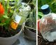 Come far crescere le piante velocemente con fertilizzanti naturali