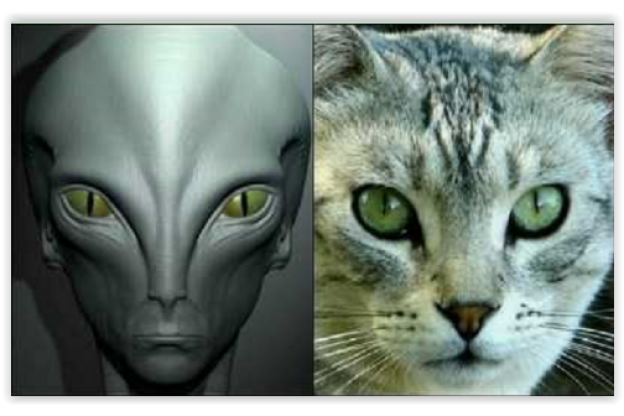 Una teoria afferma che i gatti sarebbero delle spie inviate dagli extraterrestri