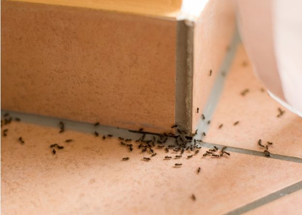 Liberate casa dalle formiche
