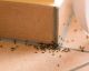 3 segreti semplici ed economici per liberare casa dalle formiche