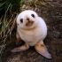 Baby foca