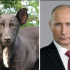 4. Putin