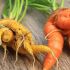 Le carote mostruose