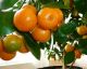 Come piantare e crescere i mandarini in casa