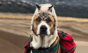Un cane e un gatto, compagni perfetti di questo viaggio on the road