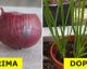 Queste sono le piante più facili da coltivare in casa