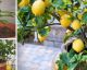 BASTA comprarli: trucchi per coltivare i limoni in casa