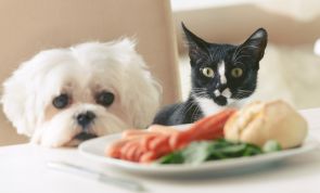 20 alimenti pericolosi per i vostri cani e gatti