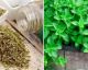 L'Origano è una delle erbe più potenti: ecco perchè non puo' mancare in nessuna dieta