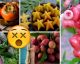 10 frutti ESOTICI che non puoi NON ASSAGGIARE