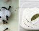 I 5 passi per liberare casa dalle formiche