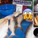 Il PANGASIO ed altri 5 pesci inquinati da evitare assolutamente