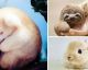 MINI ANIMALI: i 25 cuccioli più teneri di sempre