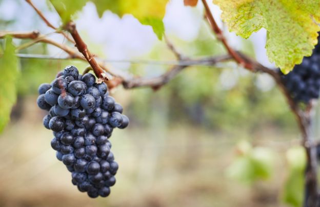 Settembre : tutto quello che c'è da sapere sull'uva