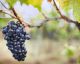 Settembre : tutto quello che c'è da sapere sull'uva