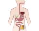 Cosa fa il tuo intestino quando bevi alcol