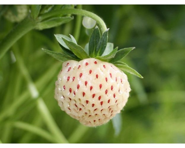 Pineberry e Bubbleberry, le varietà di fragole sconosciute