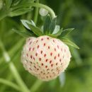 Pineberry e Bubbleberry, le varietà di fragole sconosciute