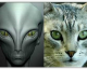 Una teoria afferma che i gatti sarebbero delle spie inviate dagli extraterrestri