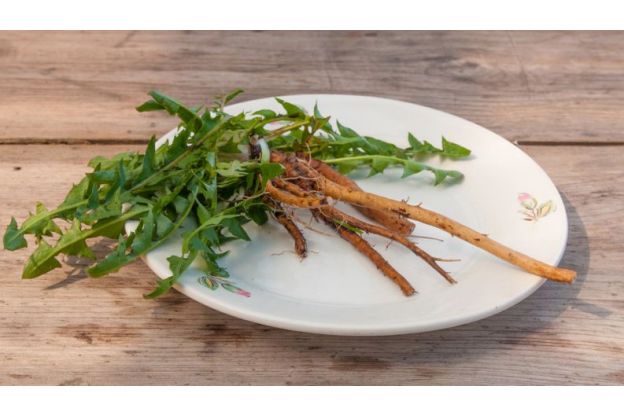 Gli scienziati potrebbero aver trovato una radice che uccide il 98% delle cellule tumorali