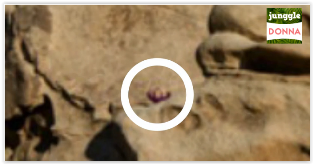 Solo il 3% trova la risposta : RIESCI A VEDERE LA BAMBINA NELLA FOTO?