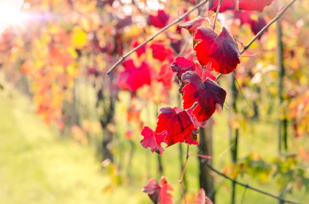 Mauro Ferrari per spaziobalsamico.it