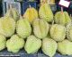 Il durione o durian: frutto sconosciuto dal forte odore!