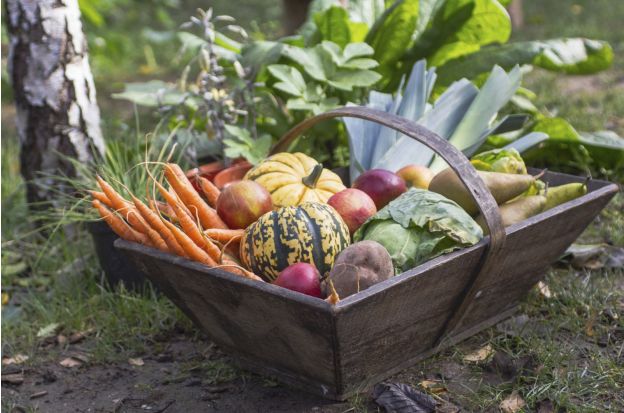 Le propriet&agrave; delle vitamine