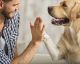 Il tuo cane ti vede come il padrone di casa