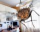 Come scacciare le mosche da casa velocemente