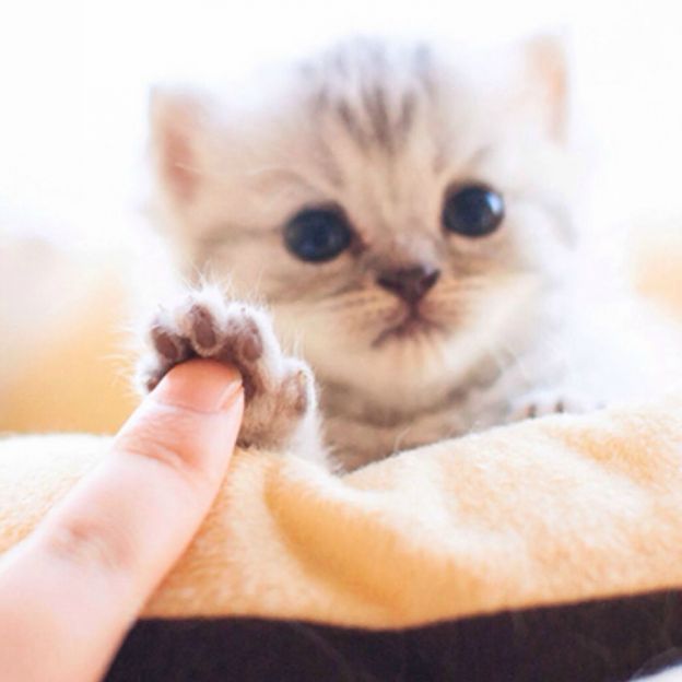 Perché il gatto è il re degli animali domestici