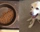 Questo cane mangia solo metà del suo cibo, la sua padrona spiega la COMMOVENTE ragione