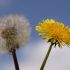 Il tarassaco