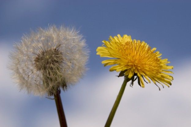 Il tarassaco