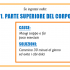 PARTE SUPERIORE DEL CORPO