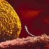 lo spermatozoo  sta  per fecondare l'ovulo