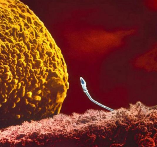 lo spermatozoo  sta  per fecondare l'ovulo