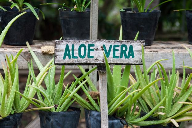 1. Aloe Vera