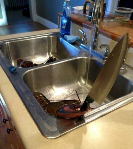 13 - Quando la tua aragosta succulenta si rifiuta di andare nella pentola