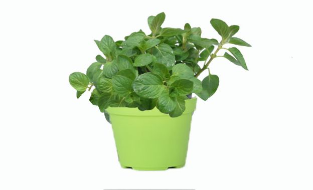 <strong>8 MENTA PIPERITA</strong>