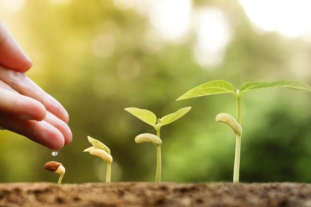 <strong>FA GERMINARE I SEMI<br /></strong>