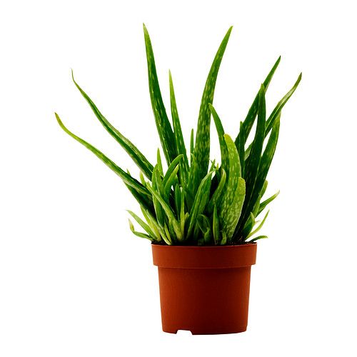 <strong>2 - aloe vEra</strong>