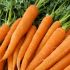 La carota cruda