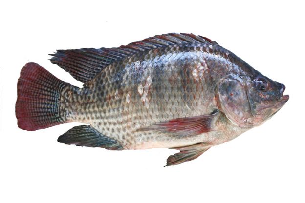 TILAPIA