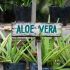 L'aloe vera