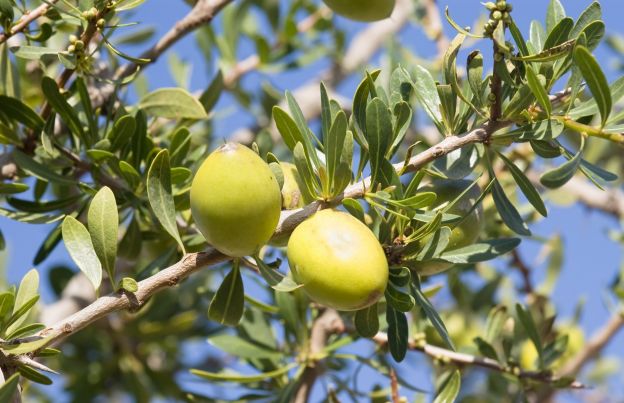 2. Il limone ed i suoi benefici