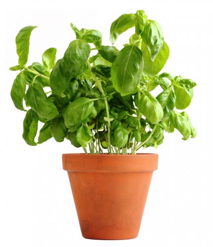 <strong>3 BASILICO</strong>