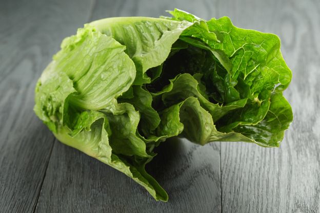 Lattuga romana