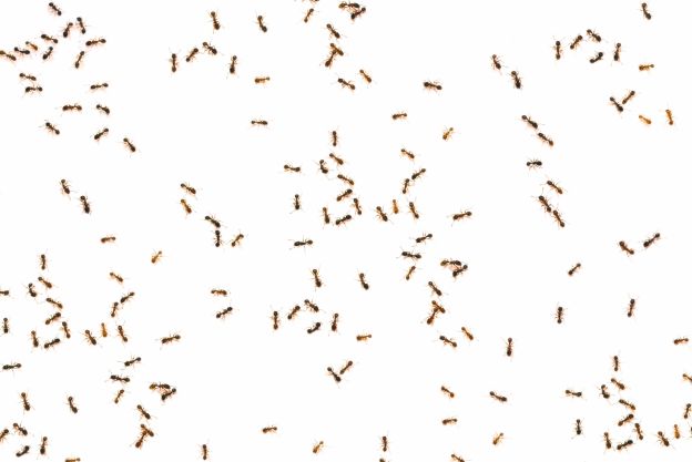 Passo 1 - Che formiche hai in casa?